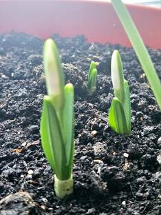 Подснежники на подоконнике