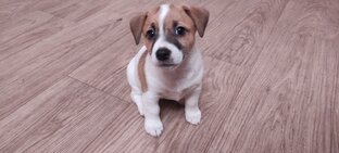 Щенки - милые малыши дежекрассела