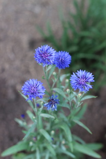 Дом в деревне 