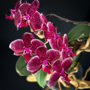 Семейство Ягуаров