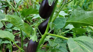 Блюда из овощей