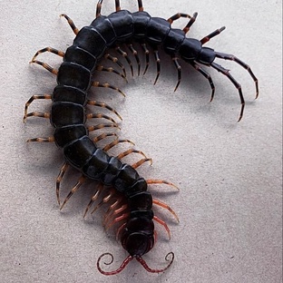 Сороконожка: ядовитый мастер теней под камнями