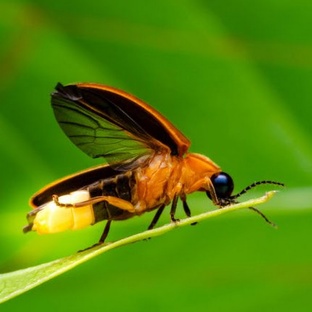 Светлячки: живые фонарики природы и их тайны