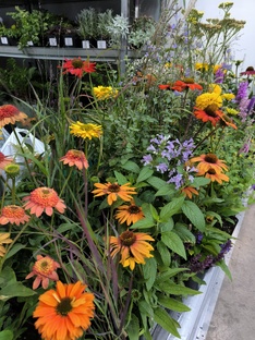 Выставка FlowerExpo 