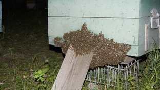 полоски на глицерине с щавельной для пчел изготовнение и работа