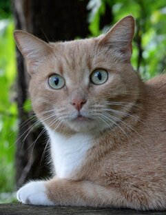 Котомания (1-35, 36-37)