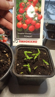 Комнатный томат ПИНОККИО 
