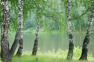 Сельские населённые пункты 