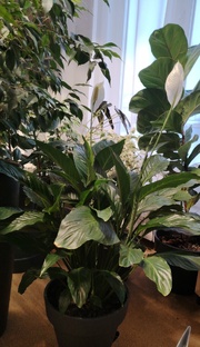 Комнатные растения