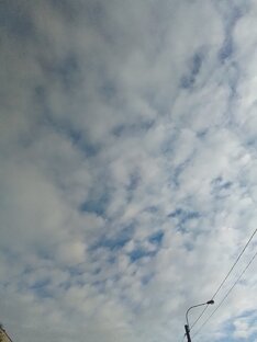 Мышечные ткани