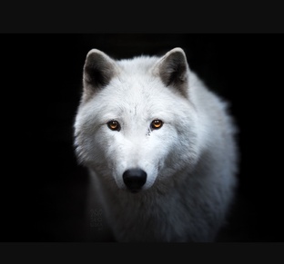 Белая Волчица