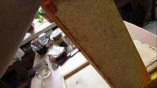 полный отказ от вощины и рамок из дерева