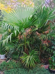 Пальмы в открытом грунте