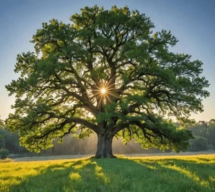 Генеалогия