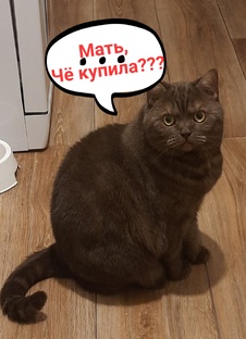 Закупка продуктовая