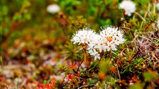 Лечение ненцев