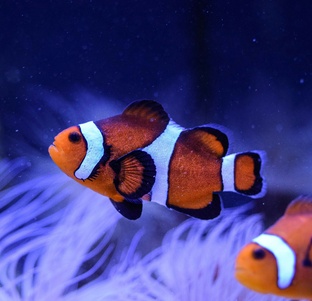 Необычные способности животных