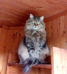Кошки