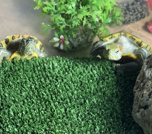 🐢🐢🐢Тройняшки-черепашки)