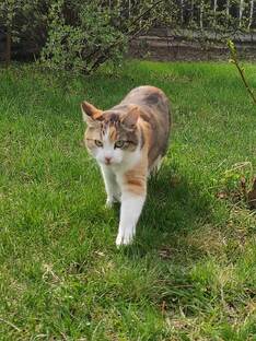 Лохматое семейстово