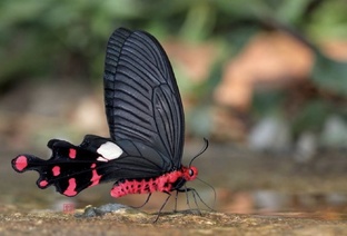 Бабочкариум