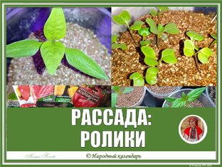 РАССАДА: РОЛИКИ