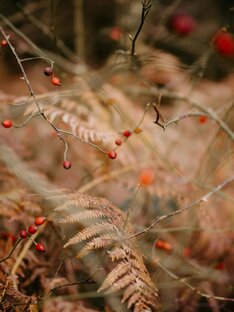 В горы (Цанатли)