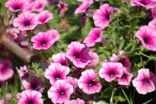 Все о выращивании петунии