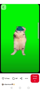 смешные коты 