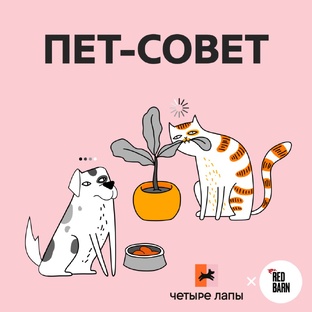 Подкаст «Пет-совет»