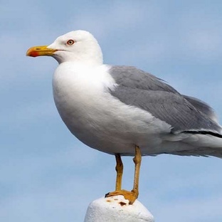 Чайка: хищник, стратег и морской разведчик