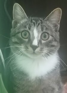 Наш котик Васька