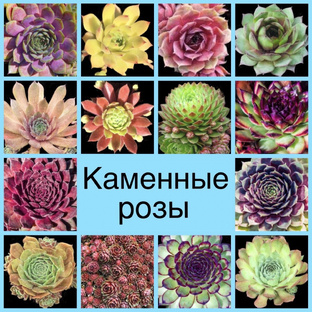 Каменные розы (молодила)