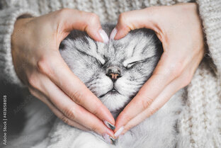 КотоПсихология