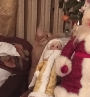 Сеня/кот поварёнок 2