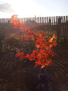 Декоративная листва в саду