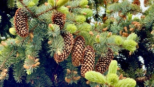 Музыка и природа!