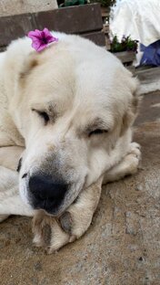 Алабай, любимая собака