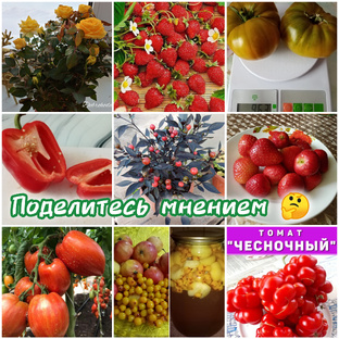 *Поделитесь мнением*