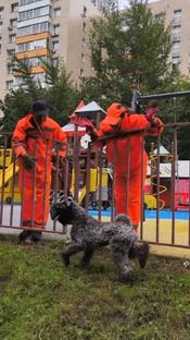 Реми взрослый