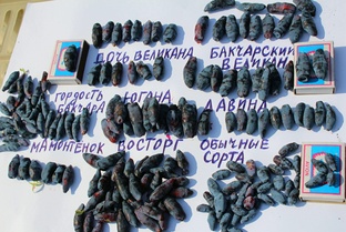Жимолость