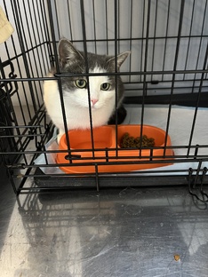 Жители приюта.