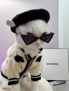 Советы по уходу за кошкой