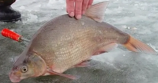 Рыбалка на леща