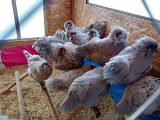 Амераукана Лаванда)