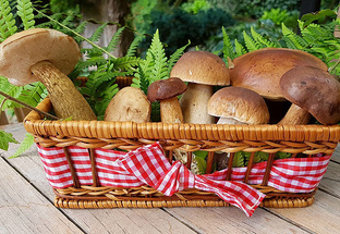 Секреты выращивания грибов на даче и в теплице