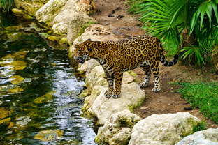 Мексика. Юкатан. Плаяйя дел Кармен. 