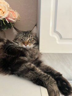 Мои питомцы