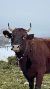 Животноводство 