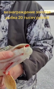 Вознаграждение золотая рыбка с золотым кольцом с бриллиантами